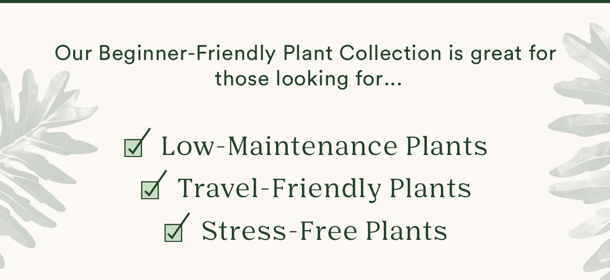 Shop Low-Maintenance Plants