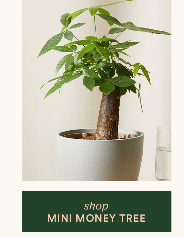 Shop Mini Money Tree
