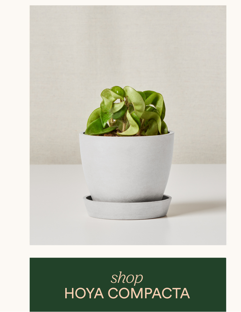Shop Hoya Compacta
