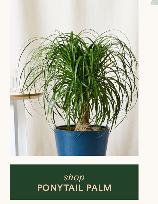 Shop Ponytail Palm