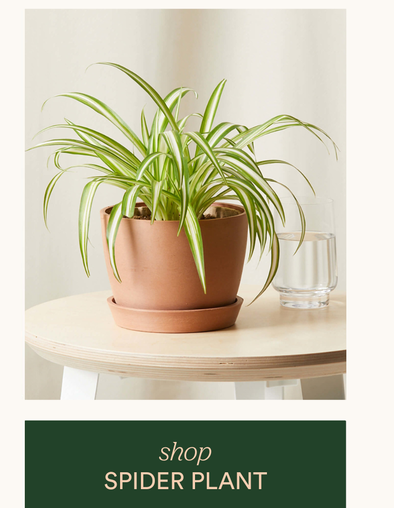 Shop Spider Plant