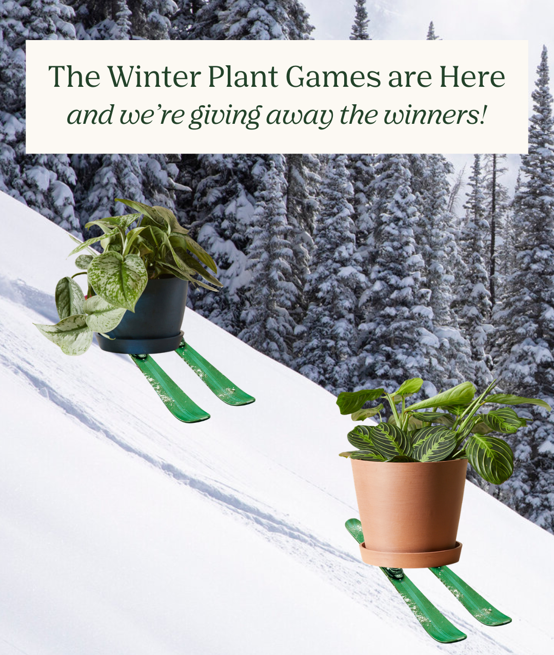 the winter plant games