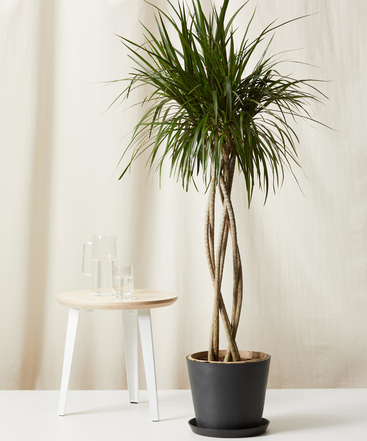 Image of Dracaena Marginata Open Weave