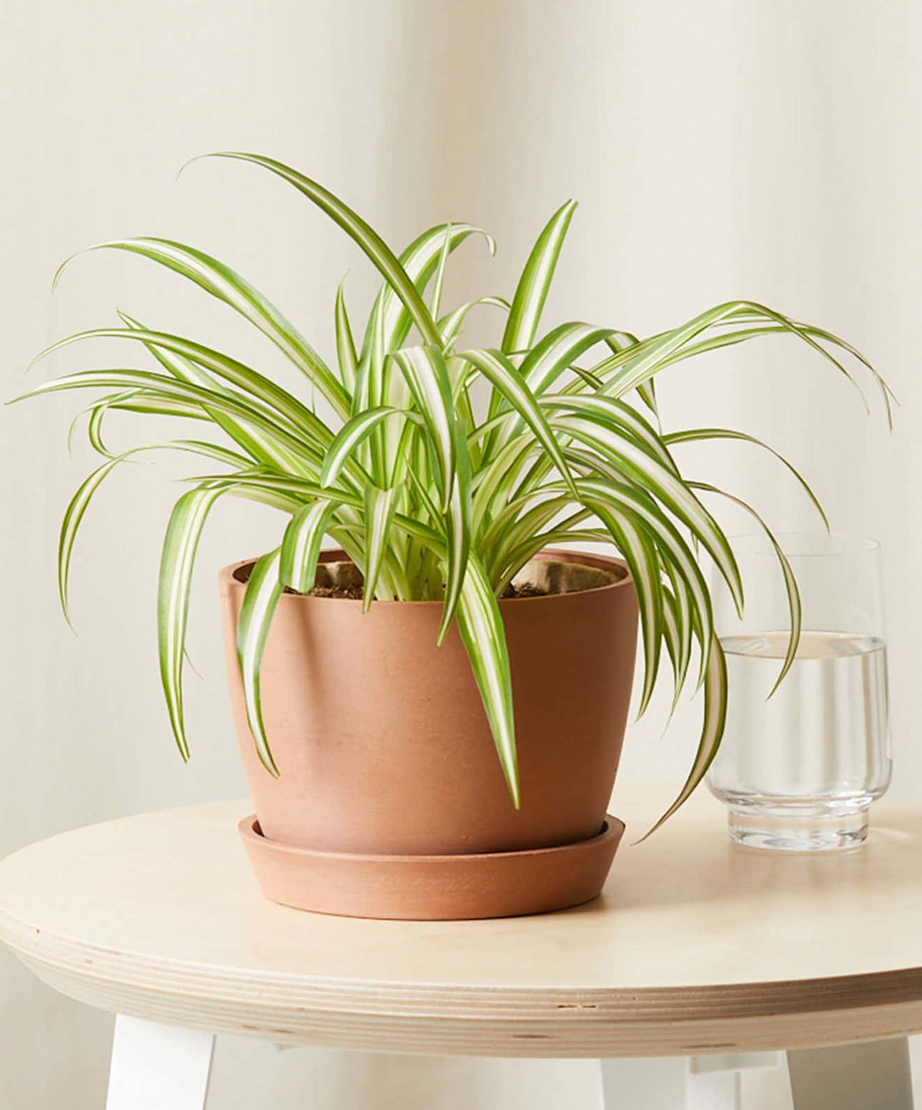 Image of Spider Plant