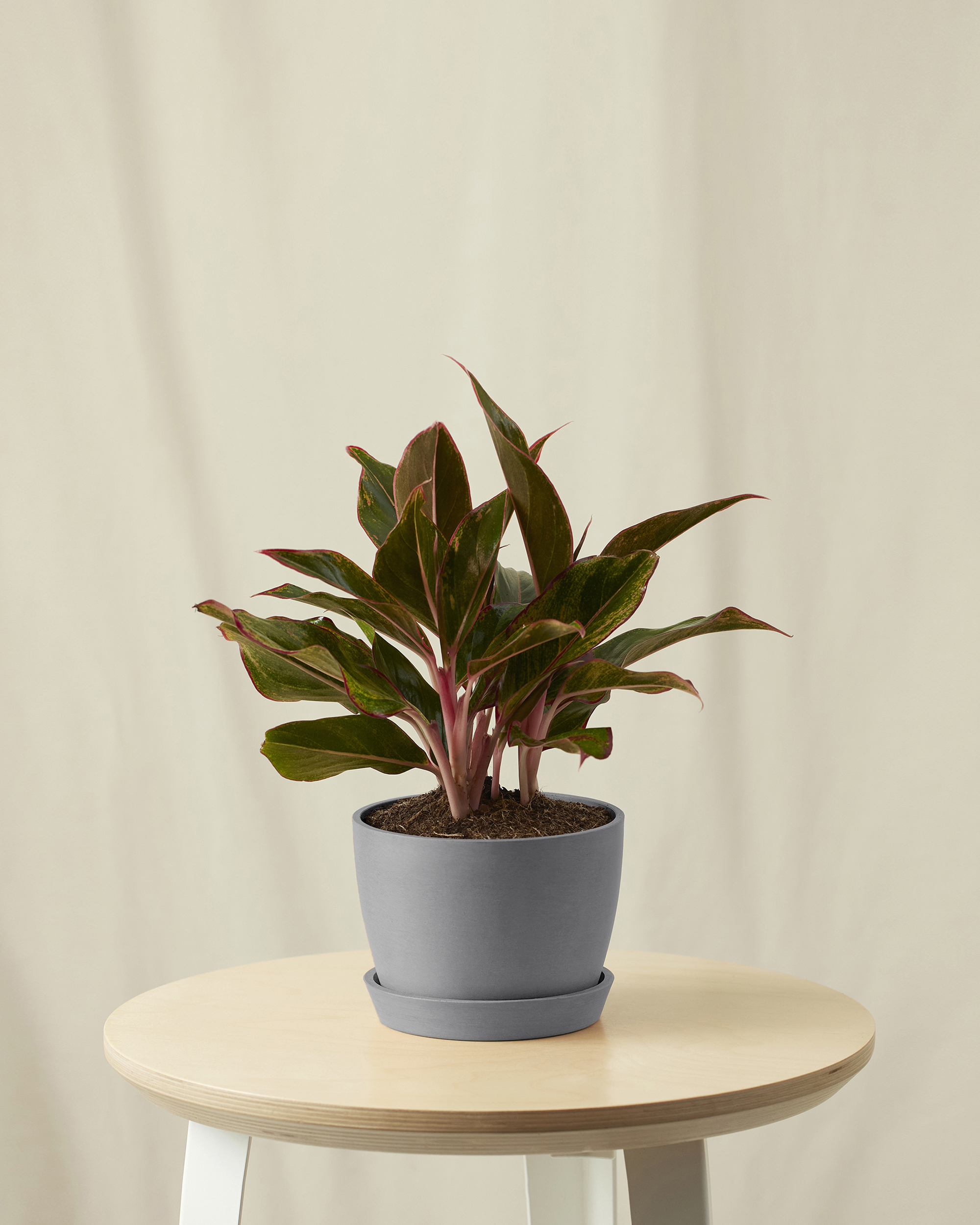 Image of Aglaonema Siam