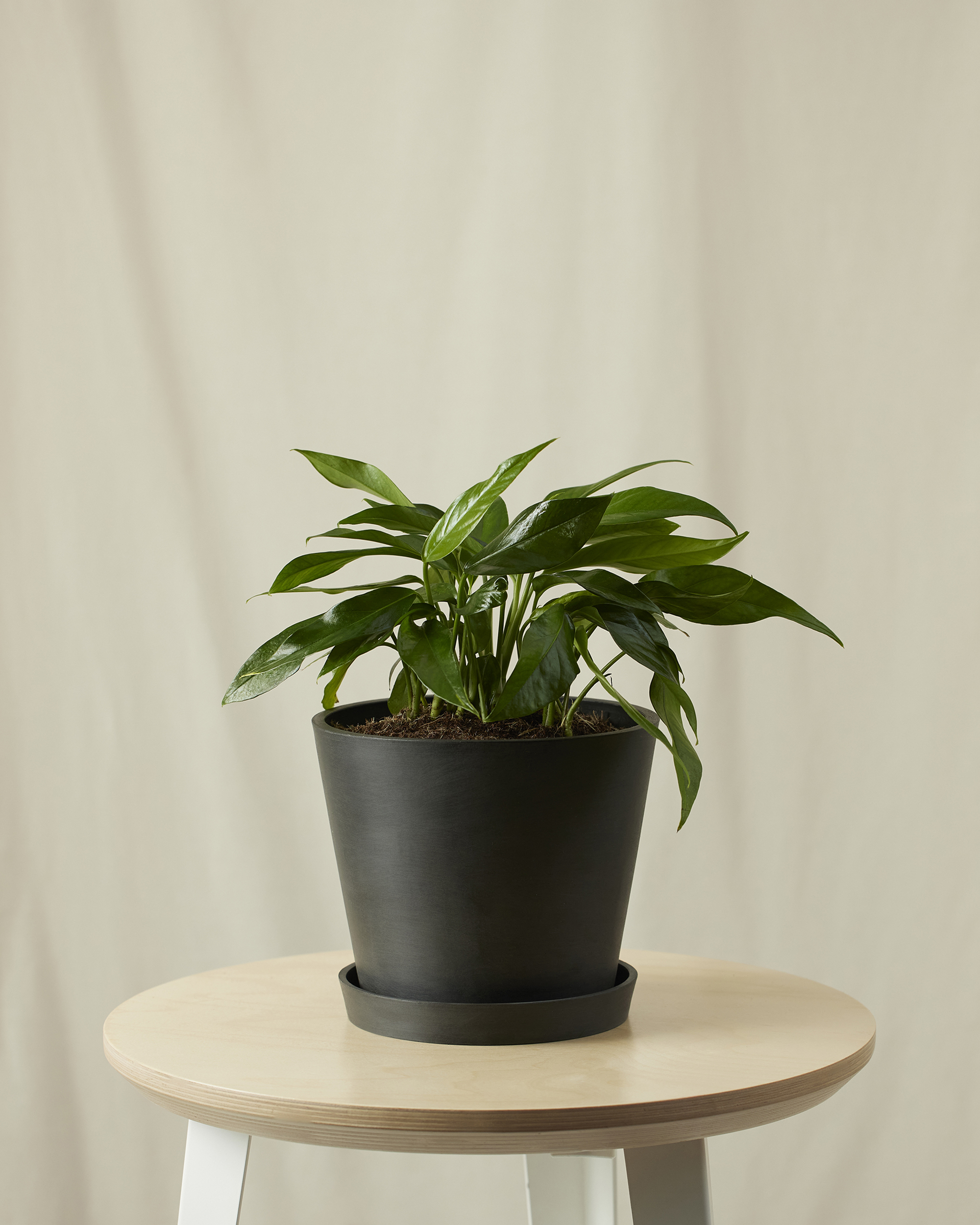Image of Baltic Blue Pothos