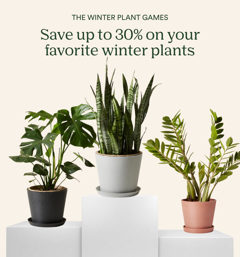 an image of three plants on a white pedestal with the words save up to 30 % on your