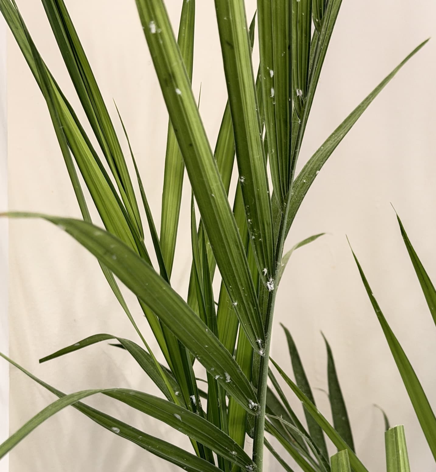 mealybugs on bamboo palm