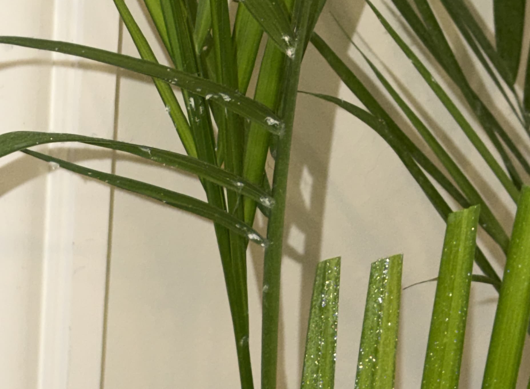 spray down your plant!