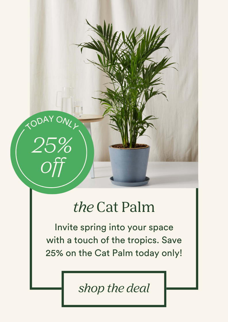 25% off the Cat Palm - today only