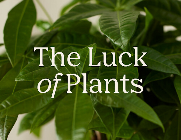 The Luck of Plants