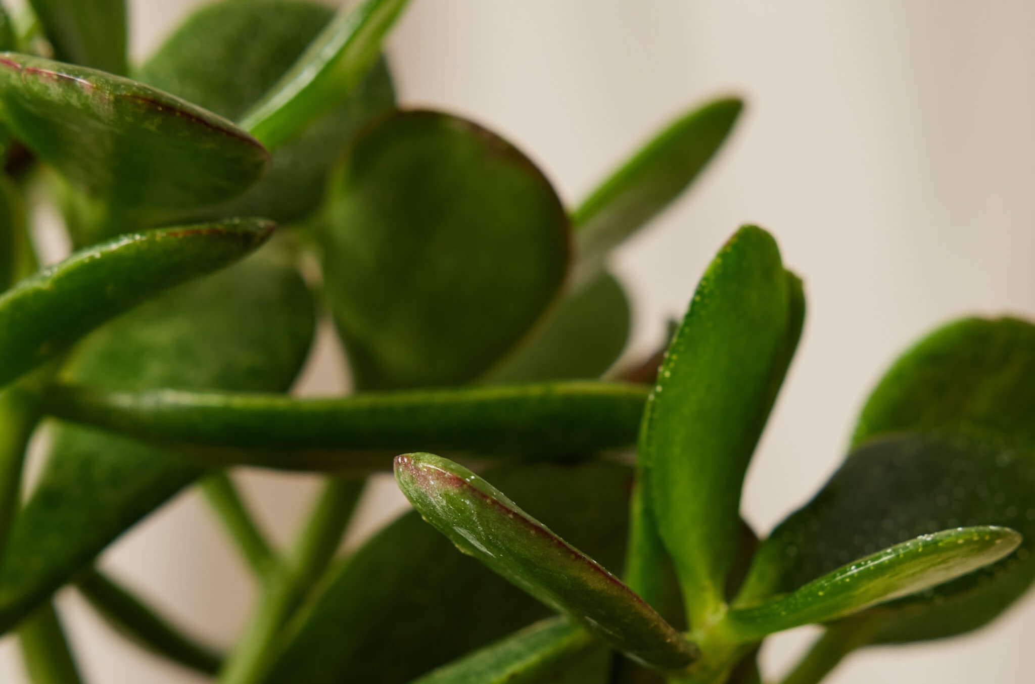 The beautiful Jade Plant