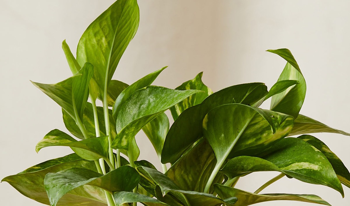 The Golden Pothos