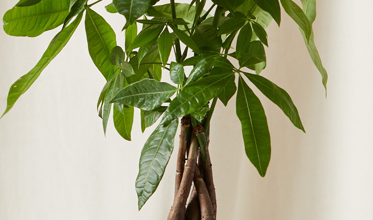The Money Tree Braid is one of the most popular symbols of luck in the plant community, thought to inspire positive energy and prosperity