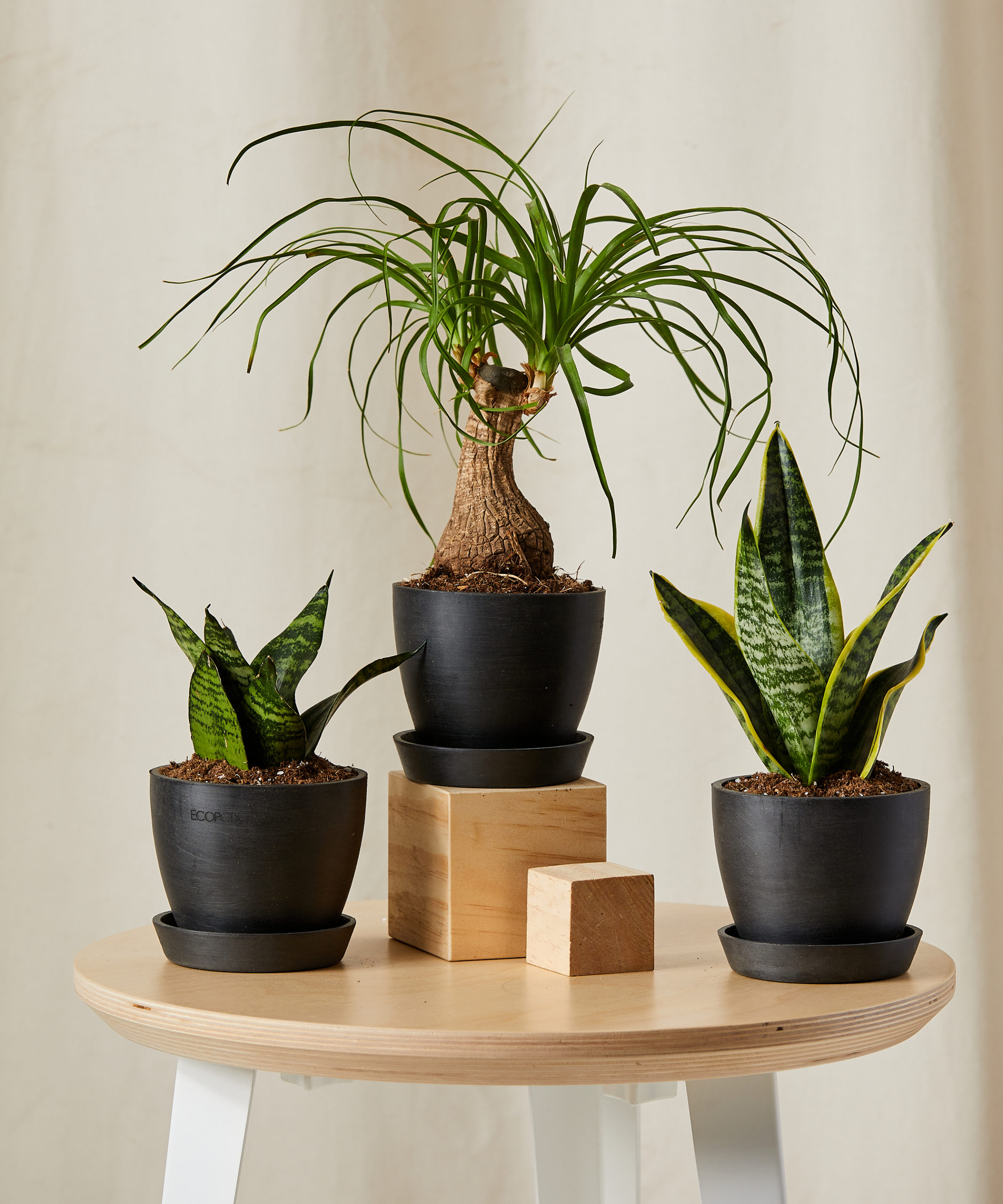 Image of Easy Peasy Collection
