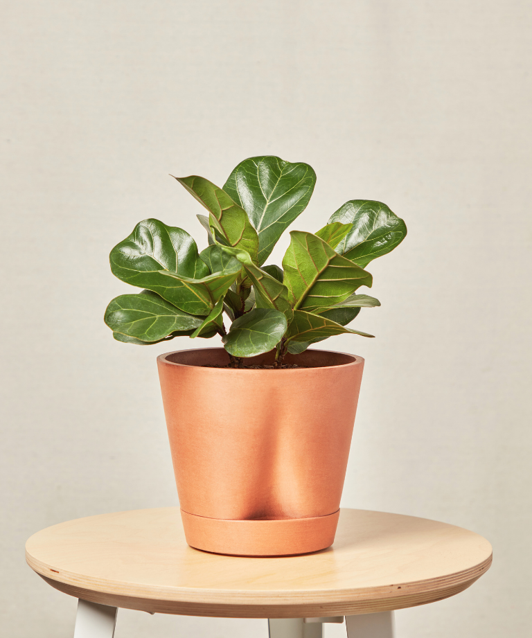 Image of Little Fiddle Leaf Fig