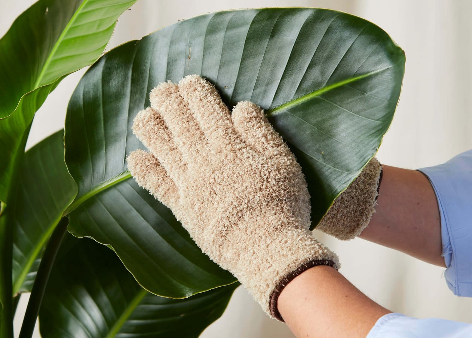 dusting leaf
