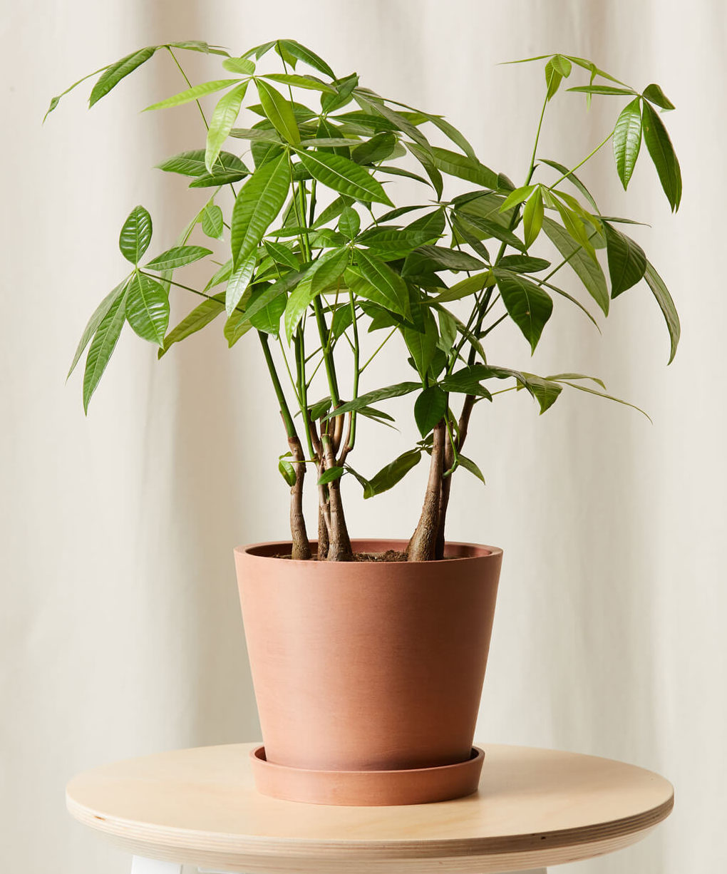Image of Money Tree Forest