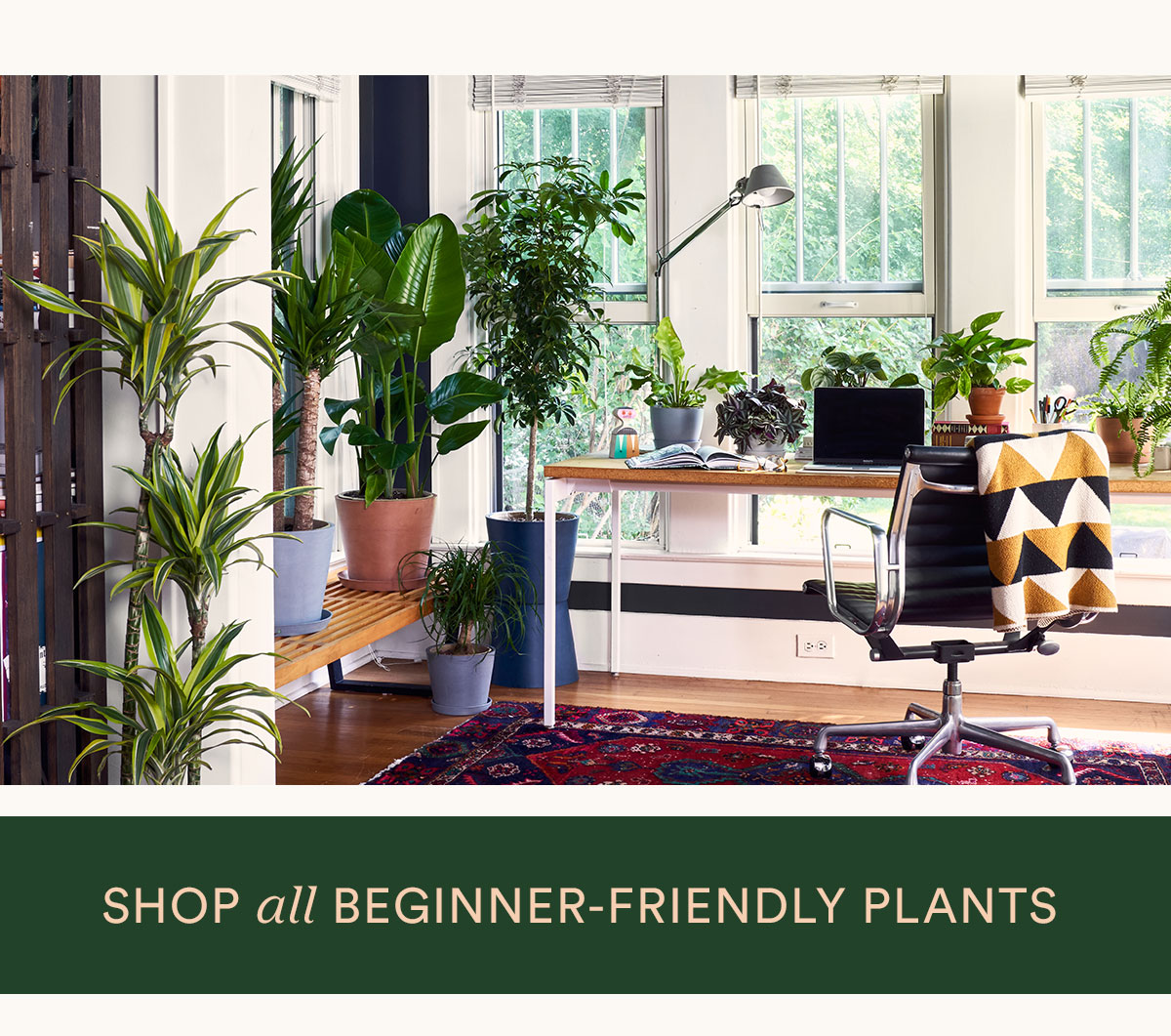 Shop easy-care plants