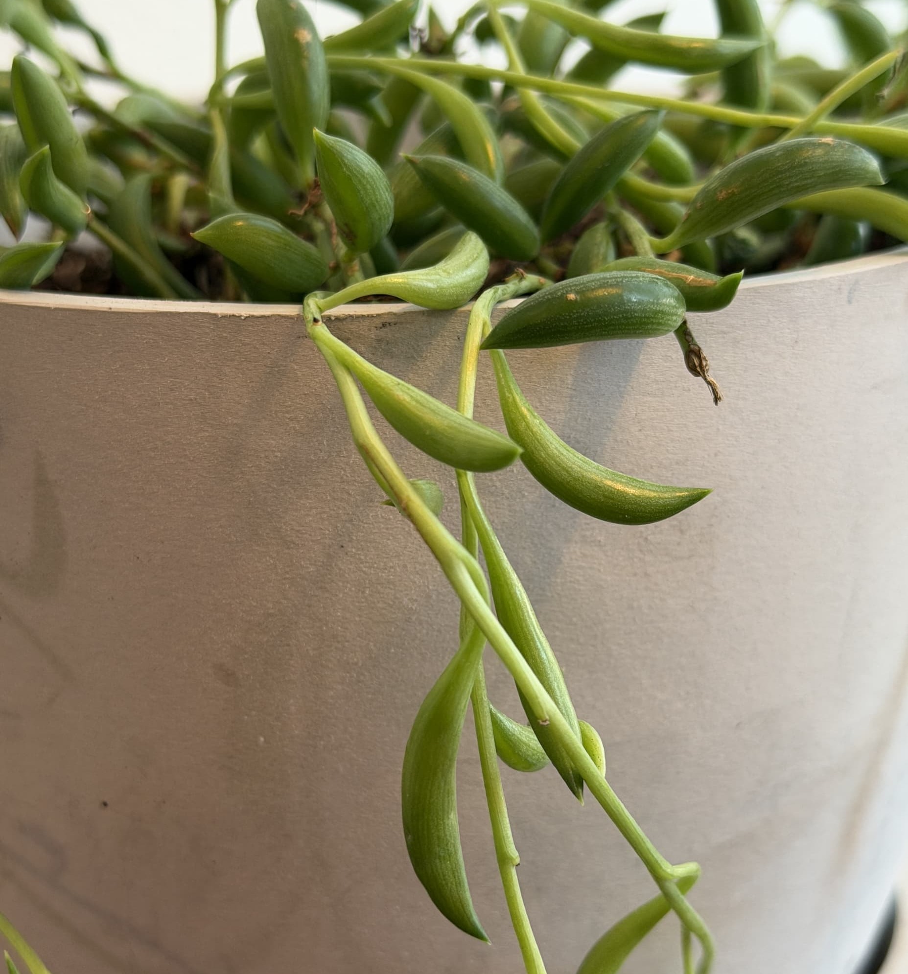 string of banana svine detail