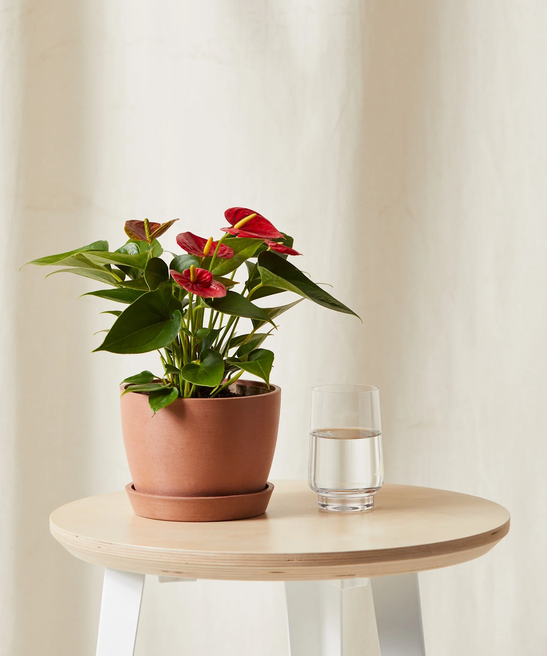 Image of Red Anthurium