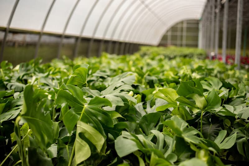 monsteras in greenhouse