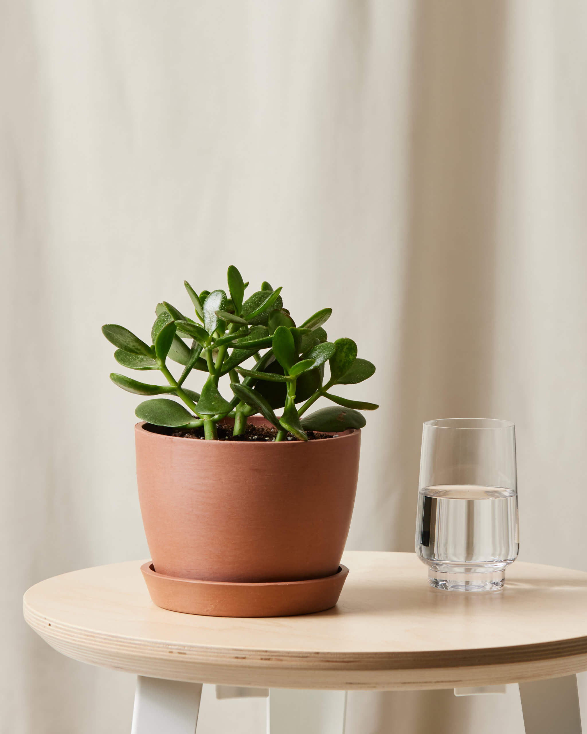 Image of Jade Plant