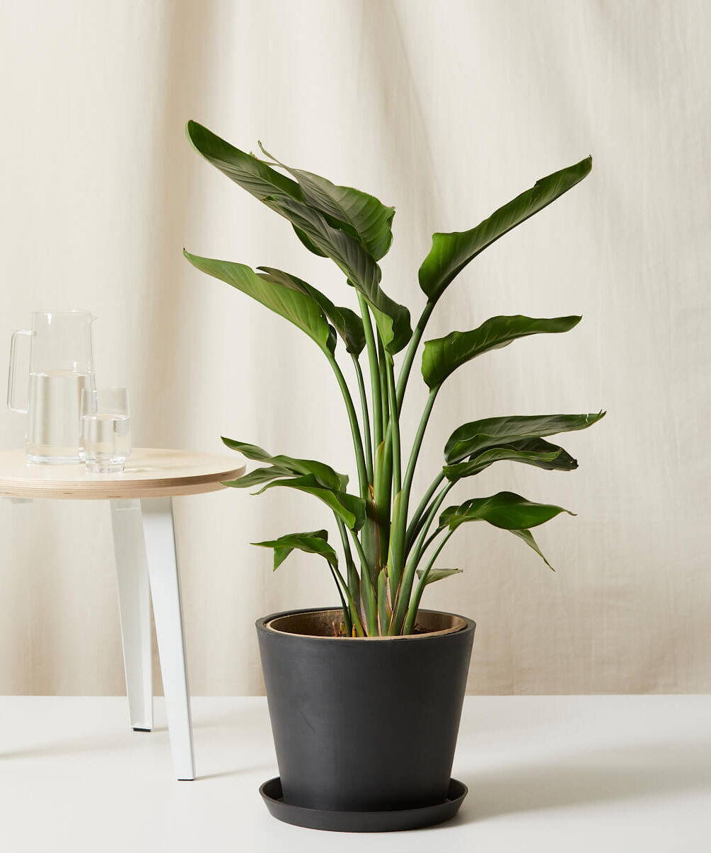 Image of Bird of Paradise