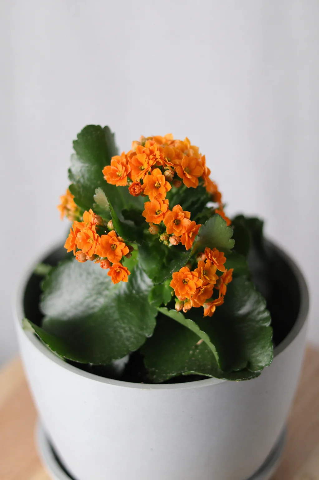 Image of Kalanchoe Plant