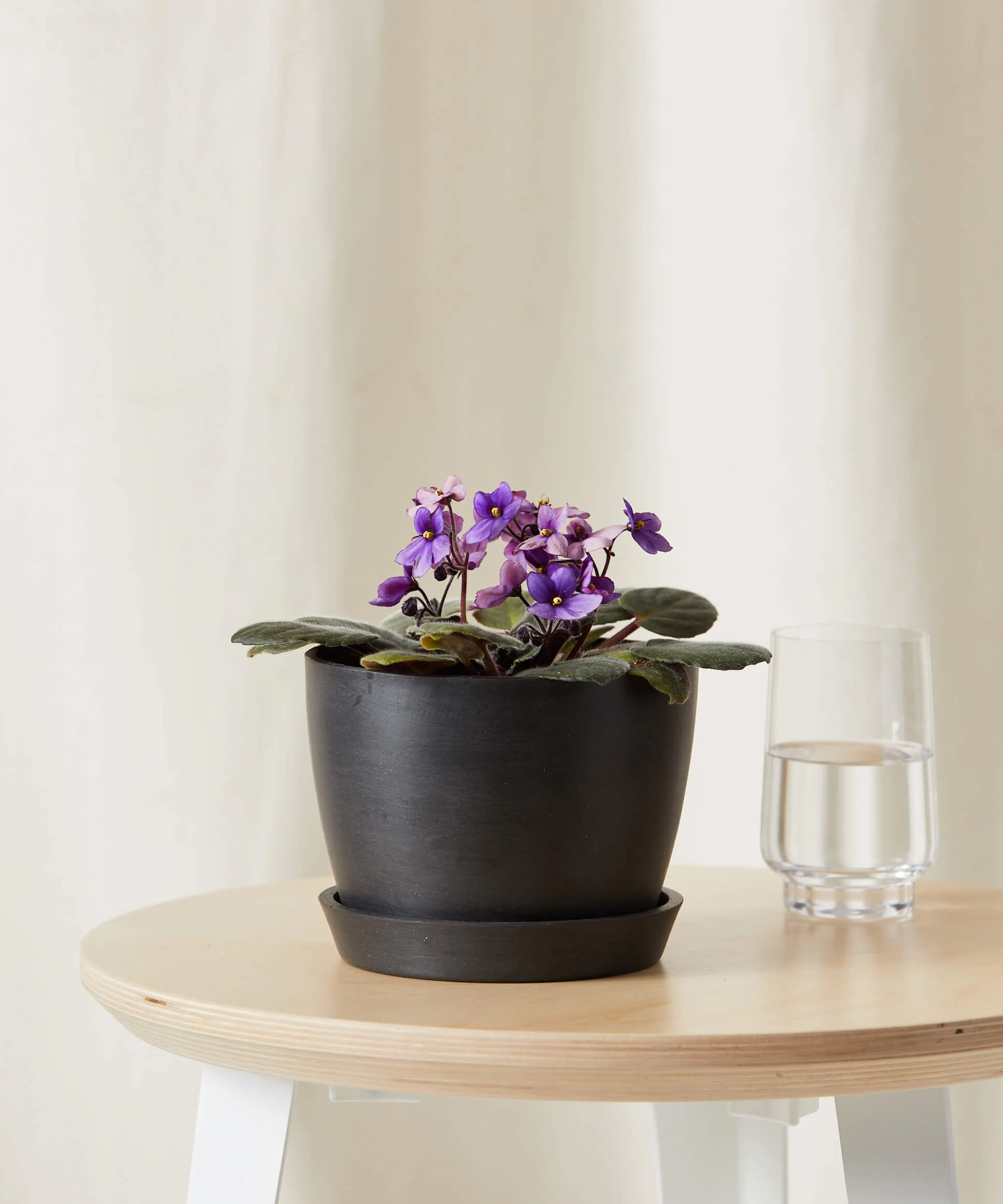 Image of Purple African Violet