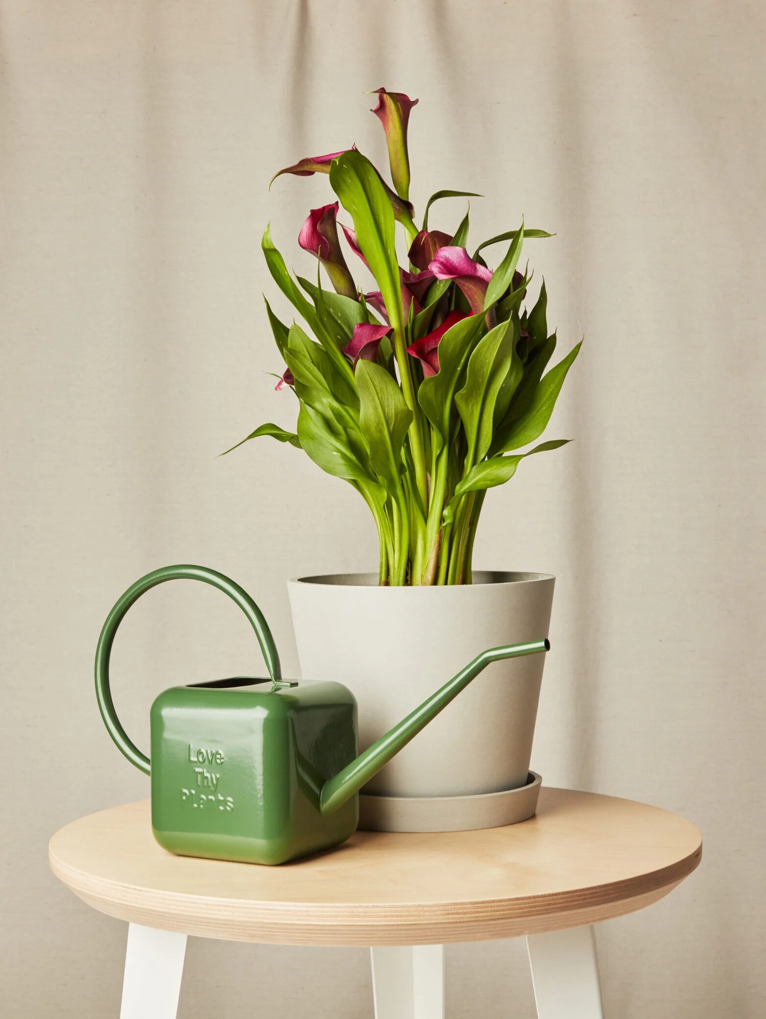 Image of Calla Lily