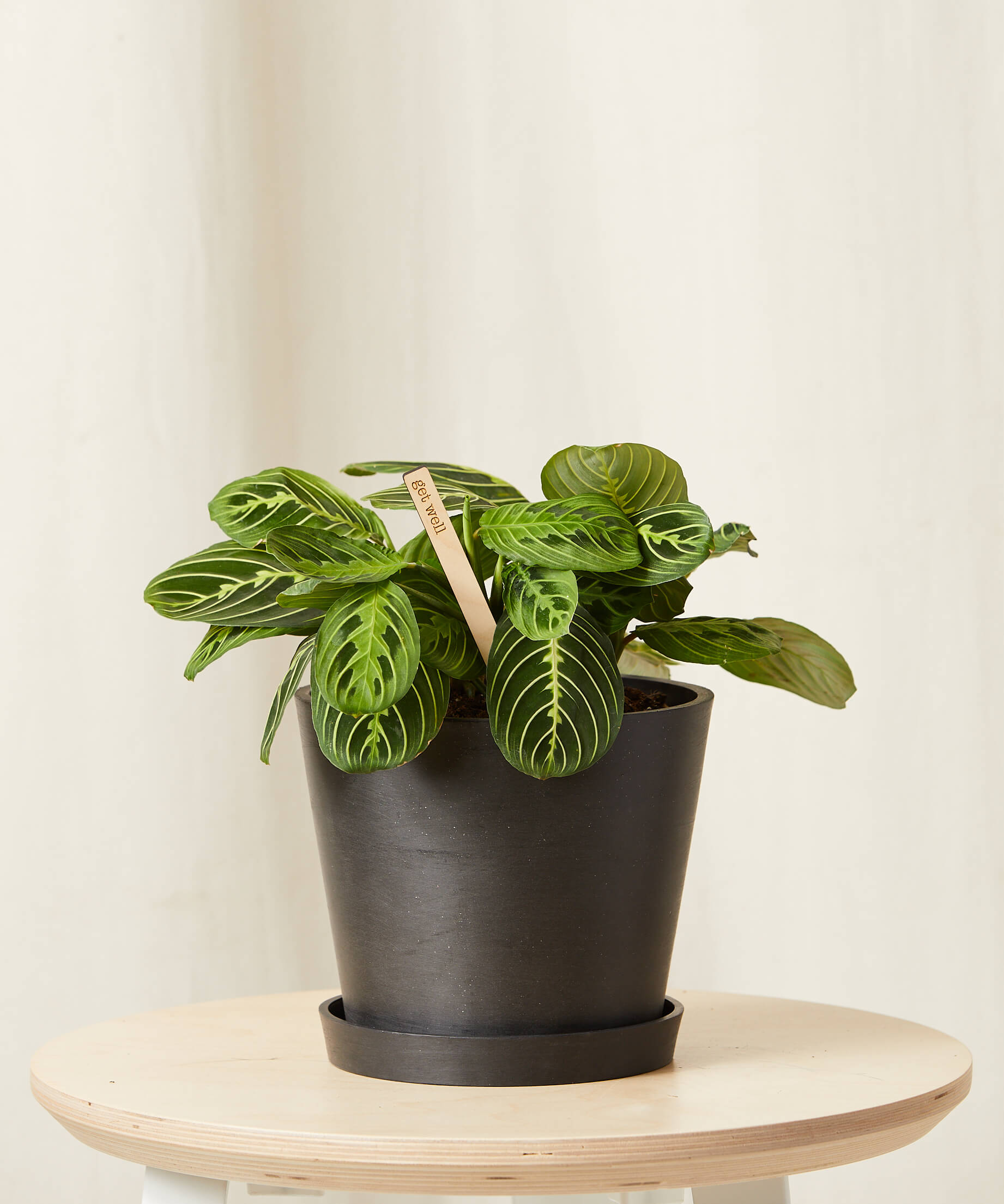 Image of Neon Prayer Plant