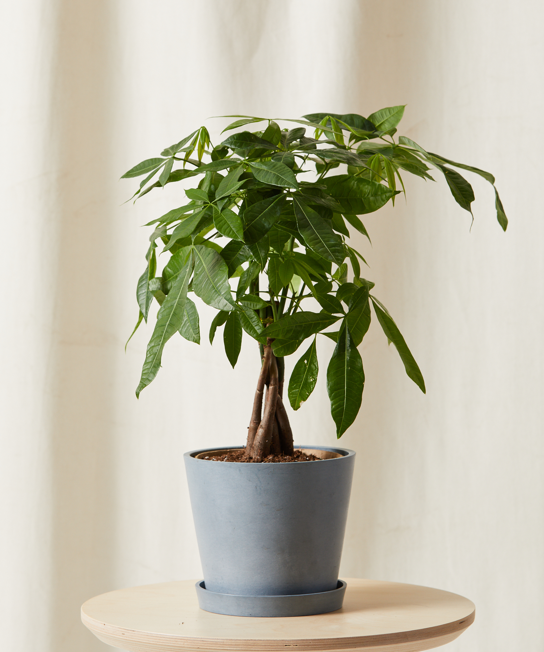 Image of Money Tree Braid