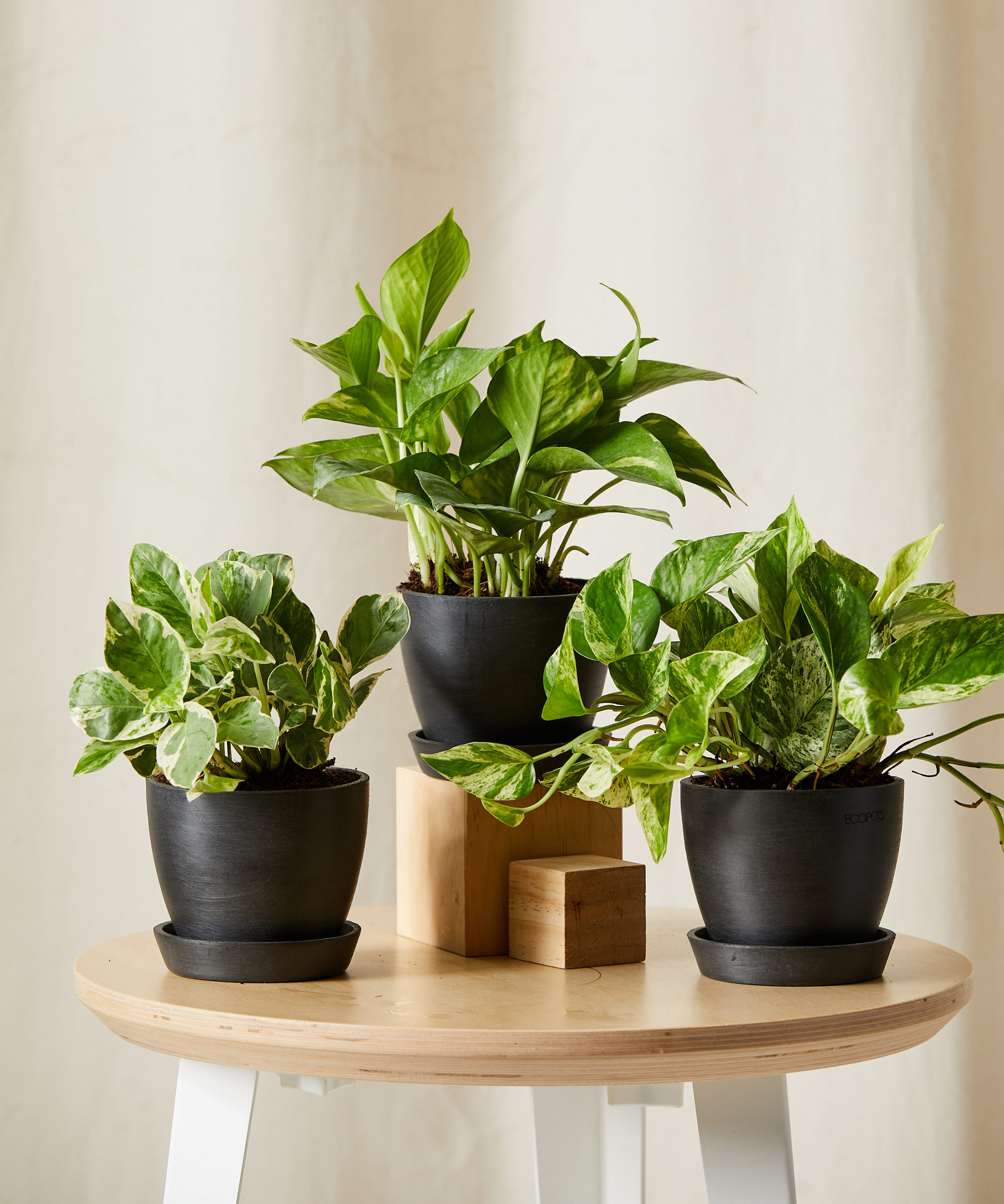 Image of Pothos Collection
