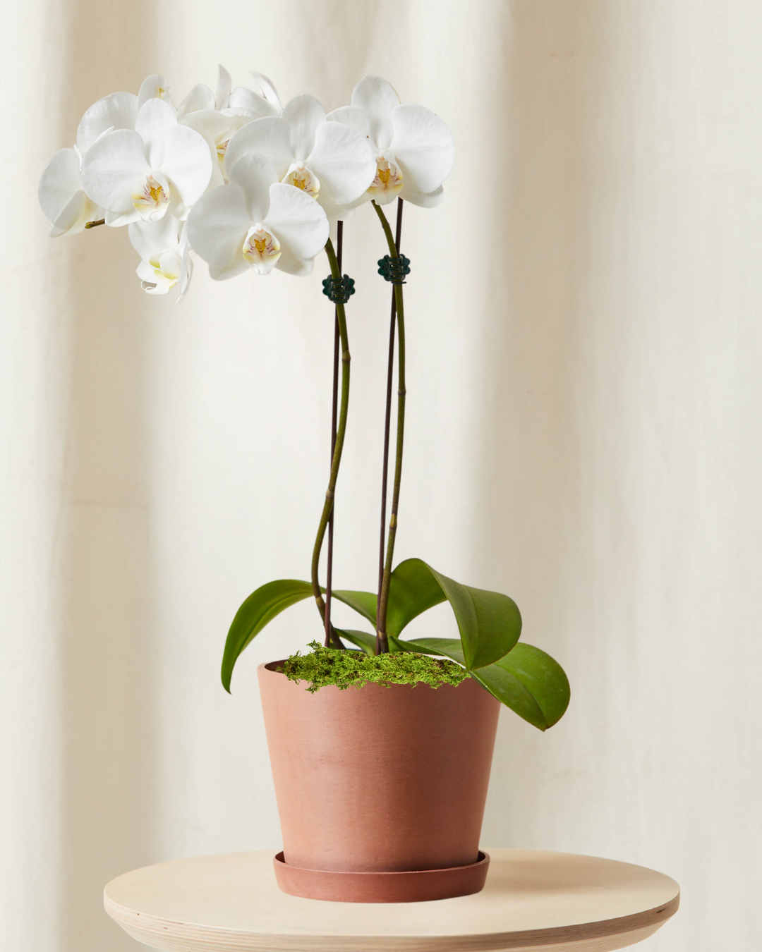 Image of 2 ft White Orchid