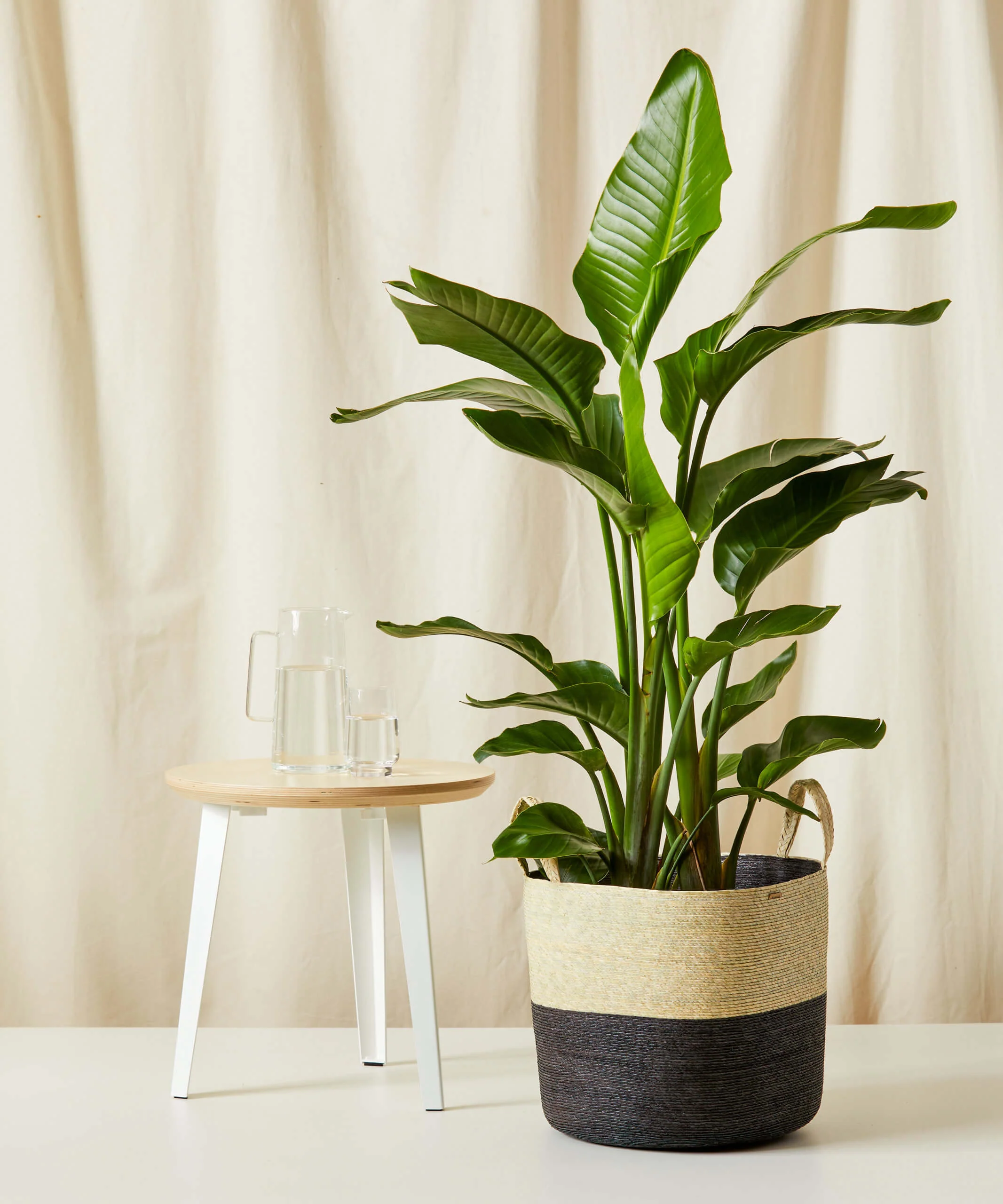 Image of Bird of Paradise Luxe