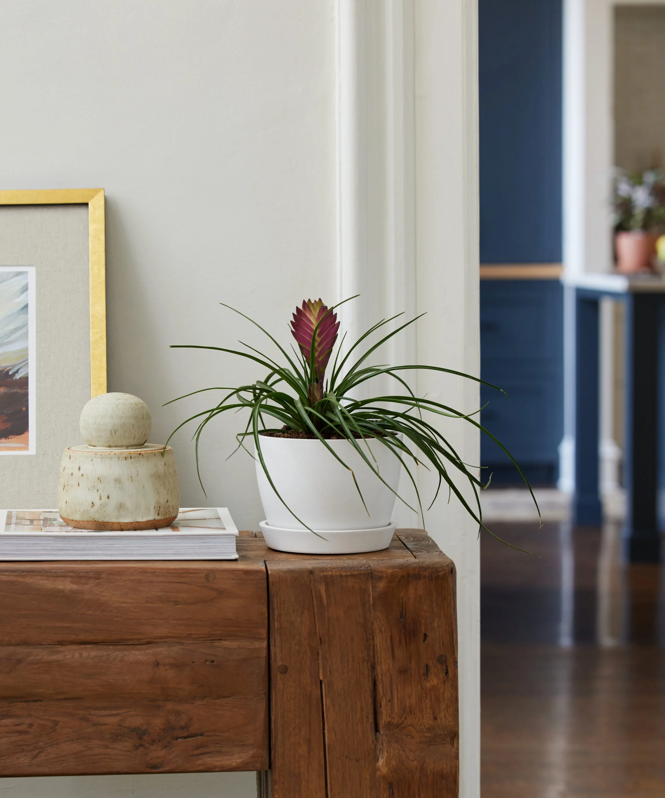 Image of Bromeliad Summer