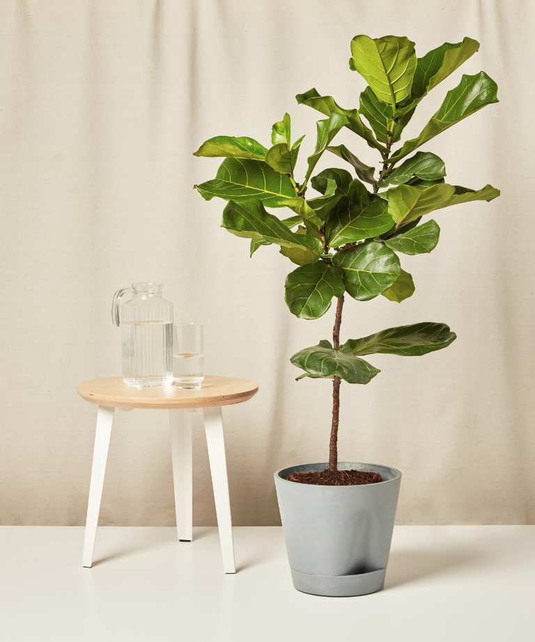 Image of Fiddle Leaf Fig
