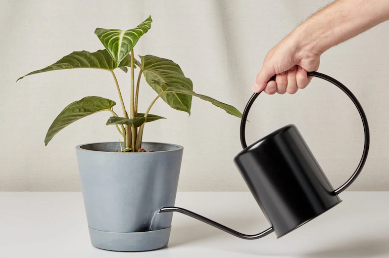 shop the watering can