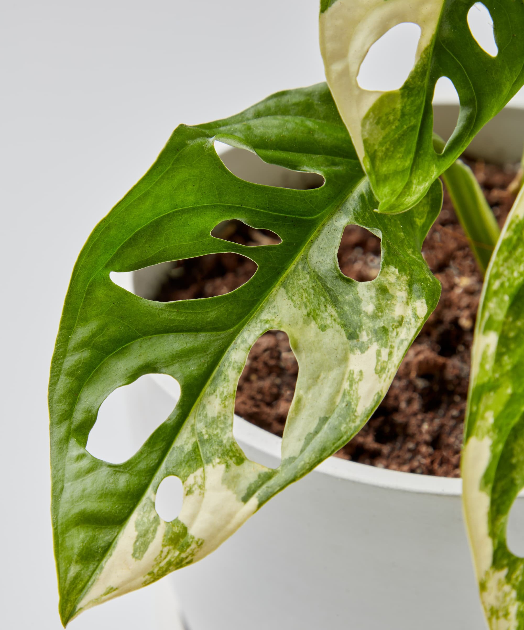 variegated monstera adansonii