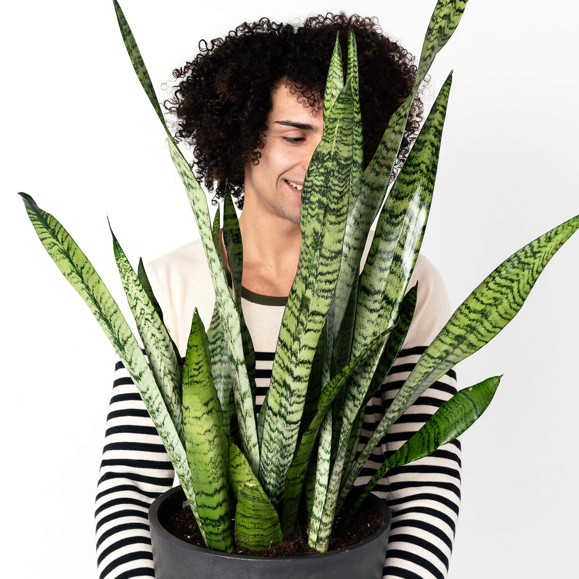 sansevieria