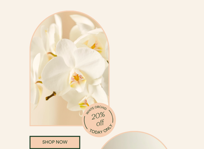 Save 20% ON WHITE ORCHID