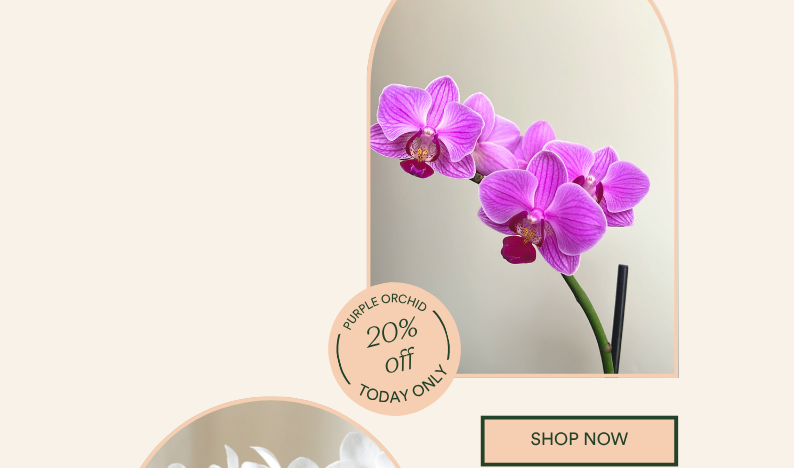Save 20% ON PURPLE ORCHID