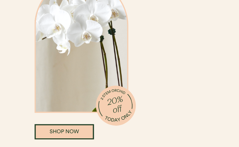 Save 20% ON 2 STEM ORCHID