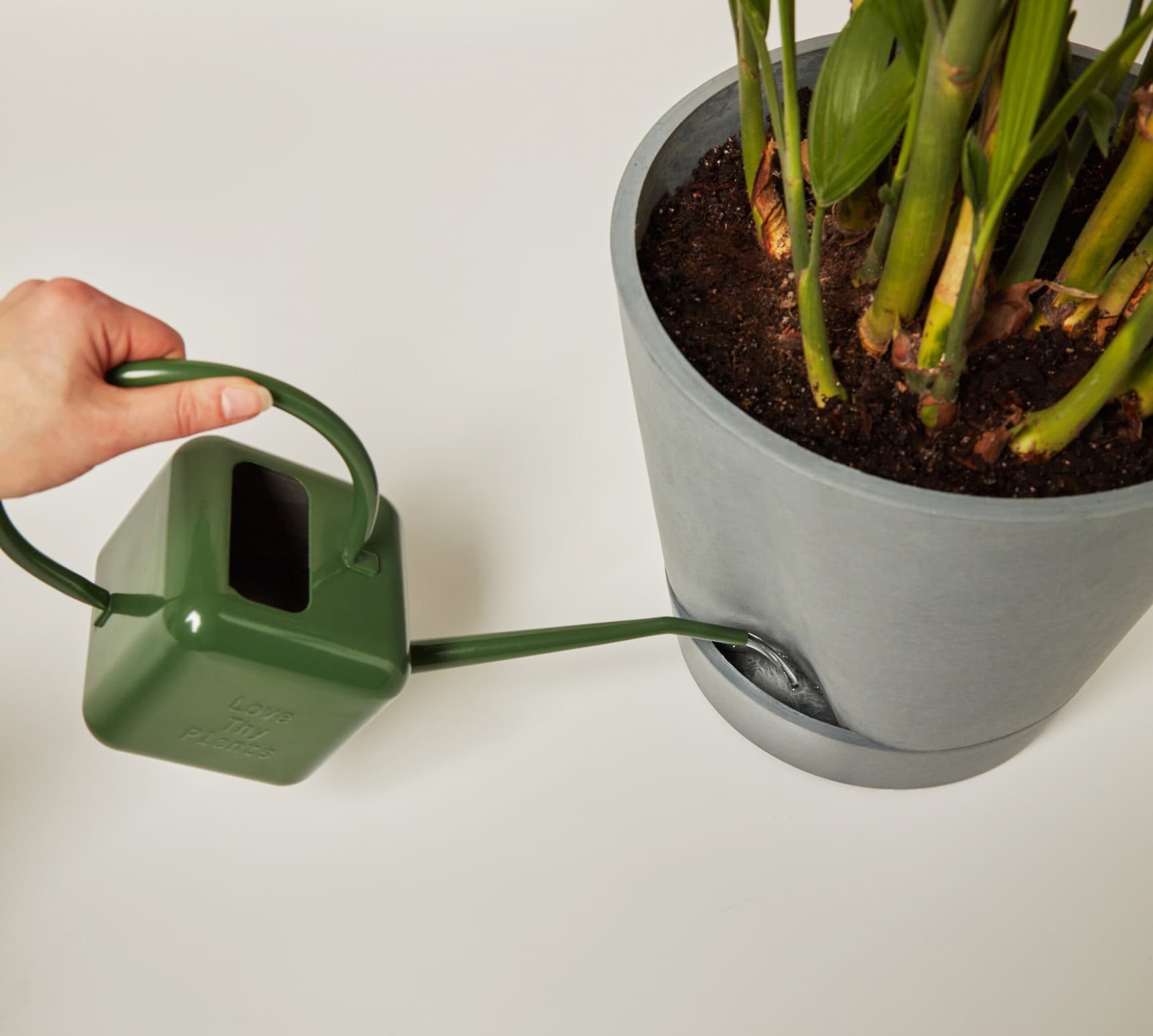 self-watering pots