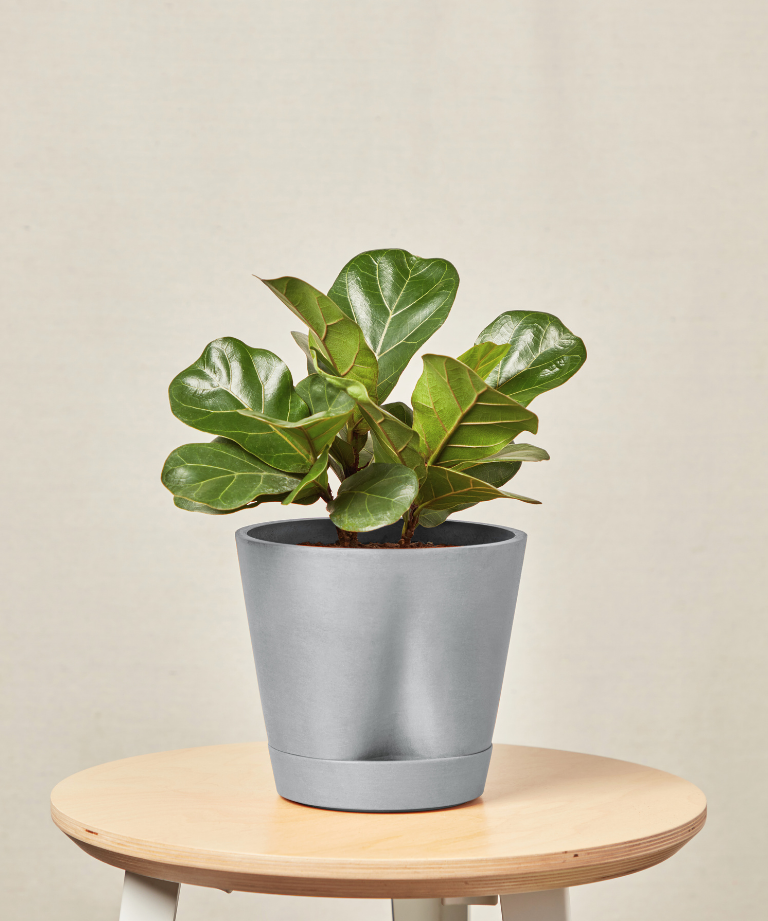 Image of Little Fiddle Leaf Fig