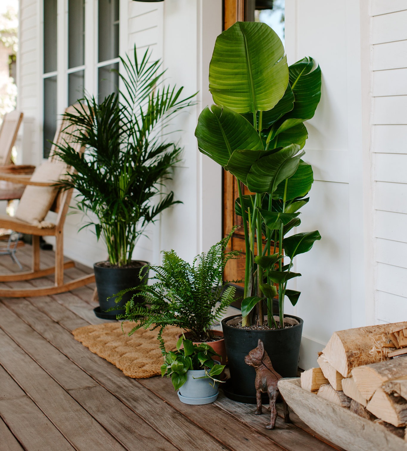 bird of paradise and bamboo palm on front porch
