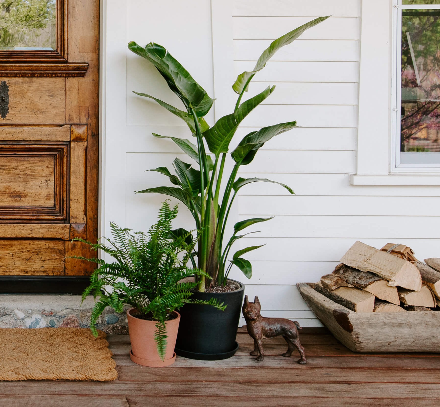bird of paradise and kimberly queen fern on porch