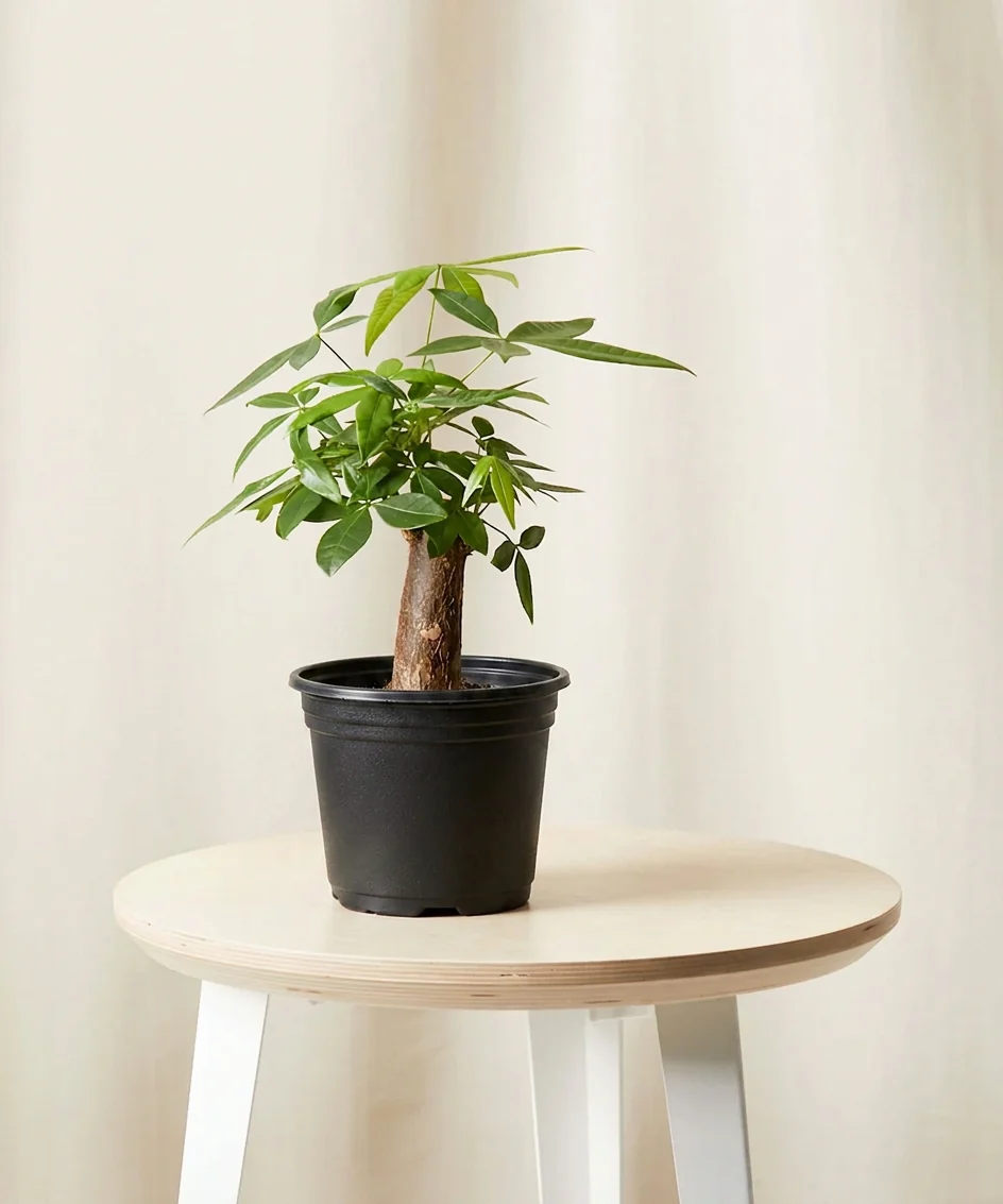 Image of Mini Money Tree