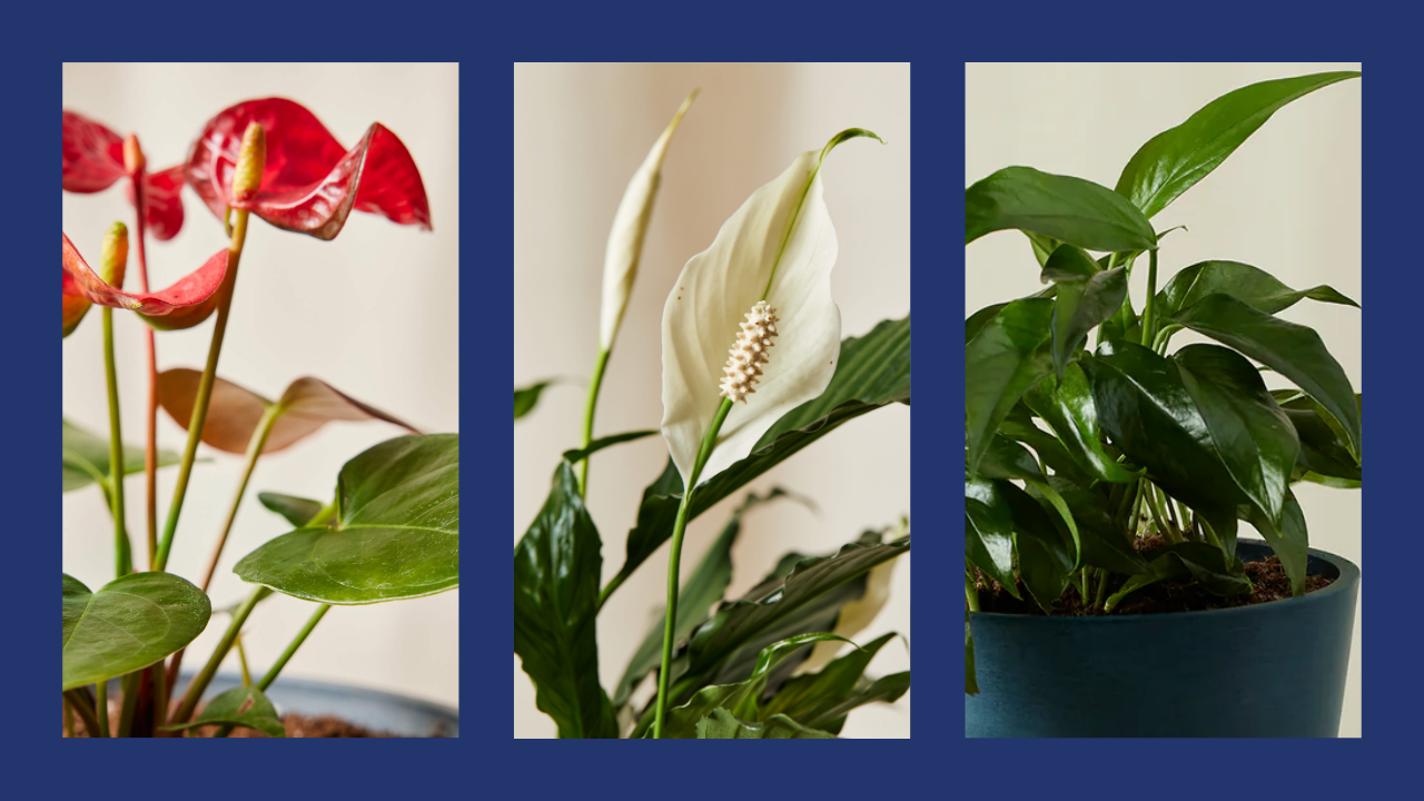 Red white and bloom sale!
